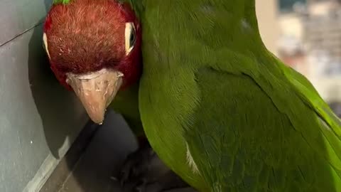 Beutifull Parrot shorts videos