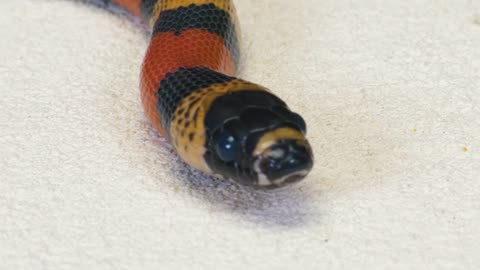 WHAT IF THE MILK SNAKE SEES LEECH? LEECH VS MILK SNAKE [Live feeding!]-5