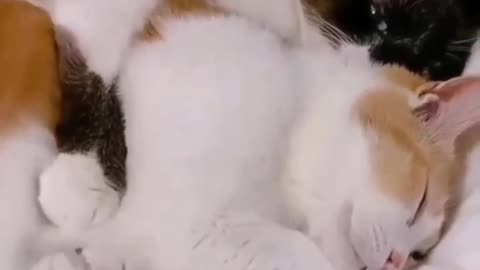 Cat 😺 Best Funny Clips