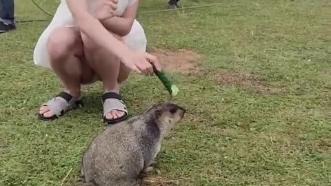 Cute Wild animal bobak marmot or prairie dog 45