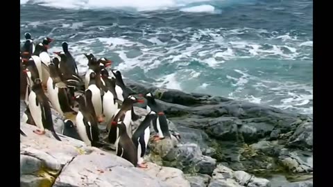 🐧 MIRACULOUS Escape From Leopard Seal 🦭