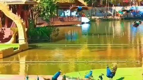 Group of beautiful flying peacocks #shorts #viral #shortsvideo #video