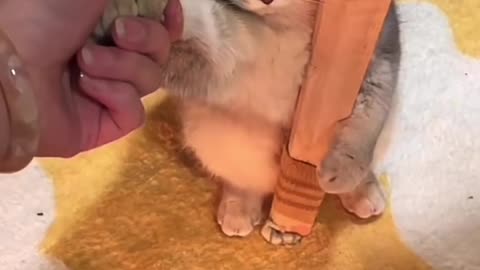 So Cute video 😍😍😍Cats & Kittens🥰🥰🥰 Please Follow Me