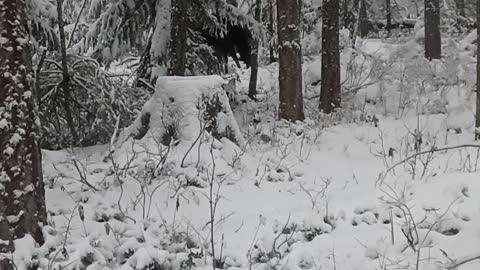 Cow moose winter eating