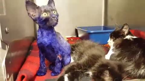 Kitten Was Dyed Purple And Thrown As Bait To Fighting Dogs