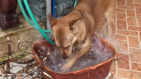 Finally Figuring Out Why the Water Dish is Always Empty