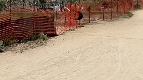 Black Bear Family Climbs Over Fence