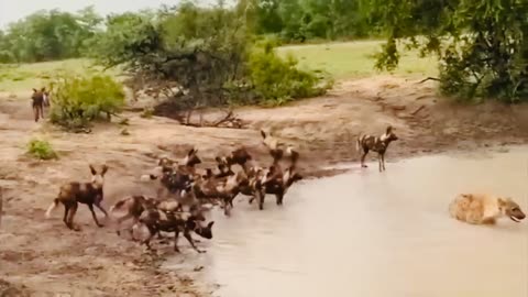 Lion was torn apart by hyenas for killing his child. Hyenas fight lions, leopards and wild dogs