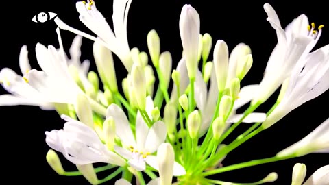 Agapanthus Flower Timelapse