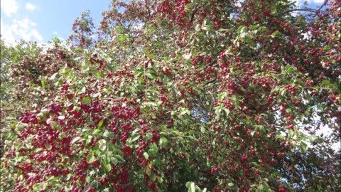 Apples Might Be Tart Crab Apple Tree Sept 2022