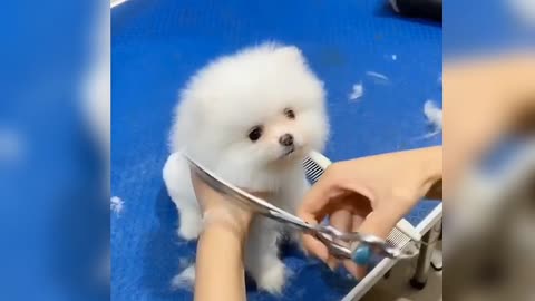 Cute Pomeranian dog hair cut |Cute and funny dog videos