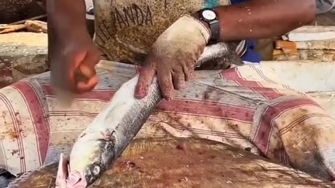 Fish cutting