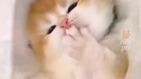 Cutest cat video you ever see😺💓💞