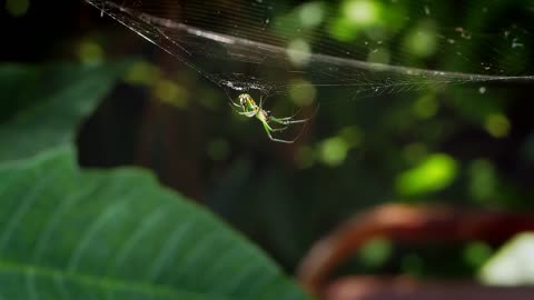 Spider Web Legs Arachnid Venom Animal Nature