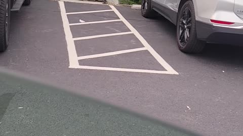 Black Bear Rummages for Snacks in Parking Lot