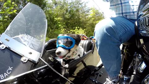 Pet Dog Enjoys Motorcycle Ride With Owner While Sitting in the Sidecar