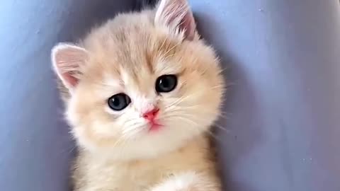 Funny cat video🥰🥰🥰