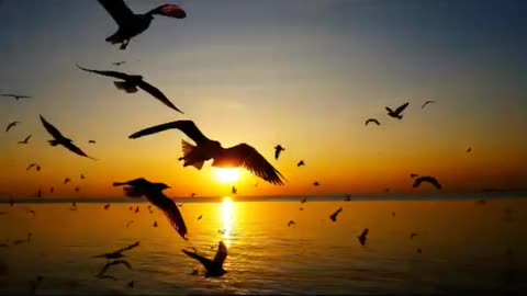 Beautiful sea birds😍on sea shore at sunset🤩😍