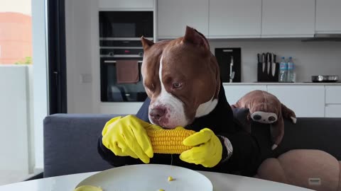 Smart dog with hands eats corn | Too funny