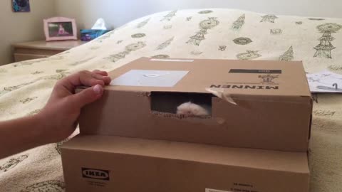 Cat in a box entertains child