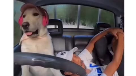 Dog funny video 😂😂