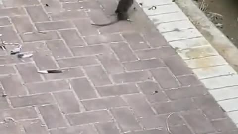 #funny #rats #relax #interesting #omg #viral