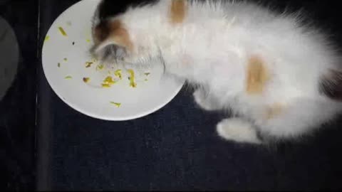 For the first time, a cat tastes a chicken