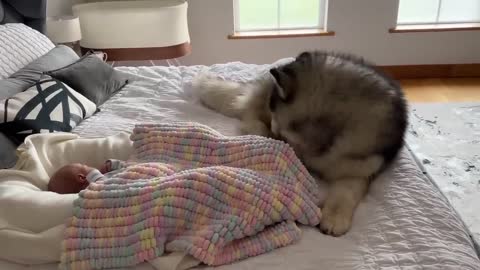 Adorable Giant Husky Protects Newborn Baby! Love At First Sight! (Cutest Ever!!)