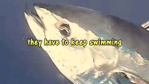 The forgotten predator of the ocean. #fishing #aquarium #fish #viral #ocean