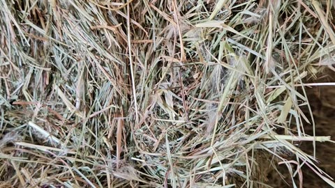 Farm Friday Extension: HAY! All about the forage