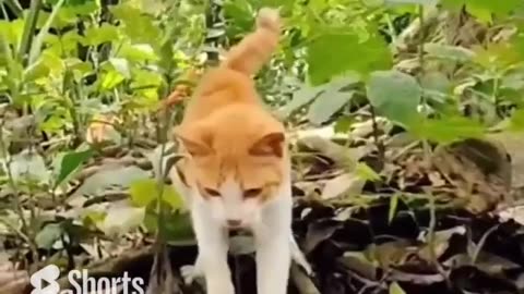 Cat's reaction time is 20-70 milliseconds #shorts #shortvideo #video #virals #videoviral