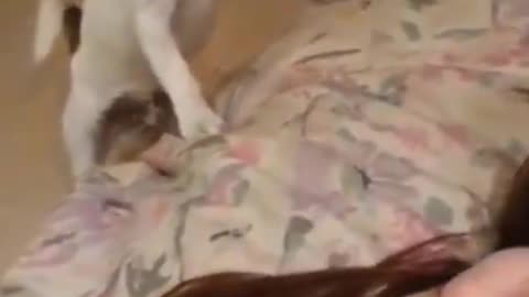 Funniest Cat And Dogs �� Funny Animal Videos