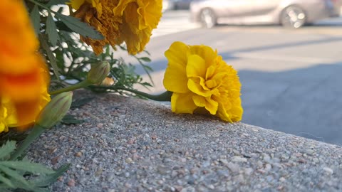 Chrysanthemums' and petunias' in the city listening to the sounds