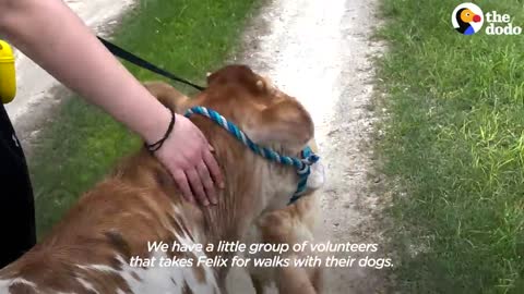 Rescue Cow Didn't Have Any Friends Until He Met a Dalmatian | The Dodo