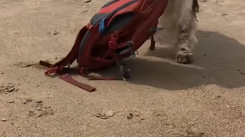 Dog Collects Backpack and Sipper From Beach