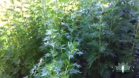 Wormwood - Artemisia absinthium