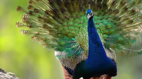 Beautiful Peacock Showing her Feathers