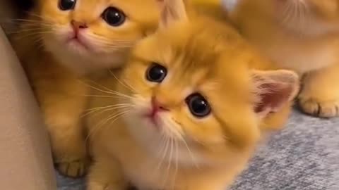 Cute cat|funny 🐈 kitten|Adorable 🐾 kittens