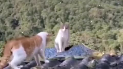 The kung fu cats