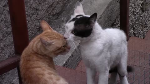 Viral fighting cat