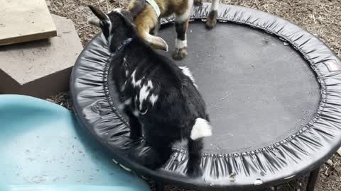 Baby goats in a mild mannered headbutt fight