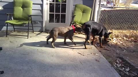 Watch Pitbull vs Doberman fight