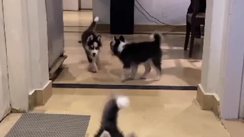 Husky dogs