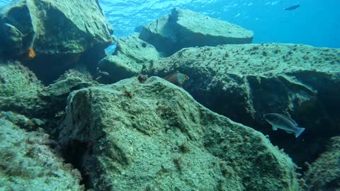 Fishes in the breakwaters of the port of Villasimius. Sardinia - Italy