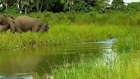 An elephant drinking water had its trunk cut off by crocodile