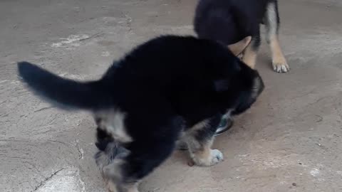 German Sheperd Puppies Black and tan