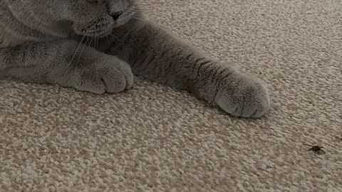 Cat playing with a fly