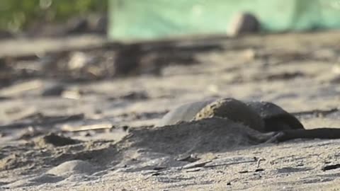 FIRST TIME SEEING A SEA TURTLE MOTHER LAYING EGGS