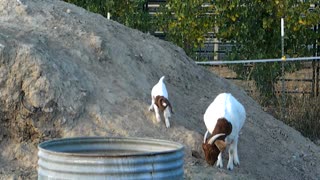 Baby goat