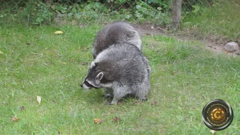 mating raccoons